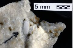 Foto (Detailansicht) von Cracensigillatus acutirostrus (Moericke, 1889) (NHMW-GEO-1990-0041-0354)